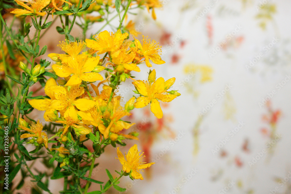 Saint John's wort bio organic blooming from mountains on the sea side Mediterranean Sea. Dalmatia.