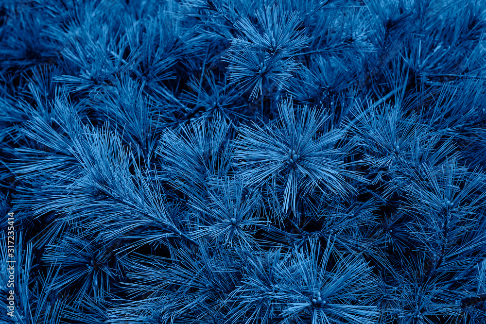Obraz premium Pine tree branches toned in trendy classic blue color. Color of the year 2020. Copy space. Abstract background.