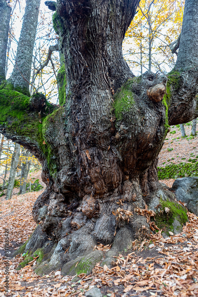 Fototapeta premium Chestnuts of the Temblar in Autumn in the province of Extremadura