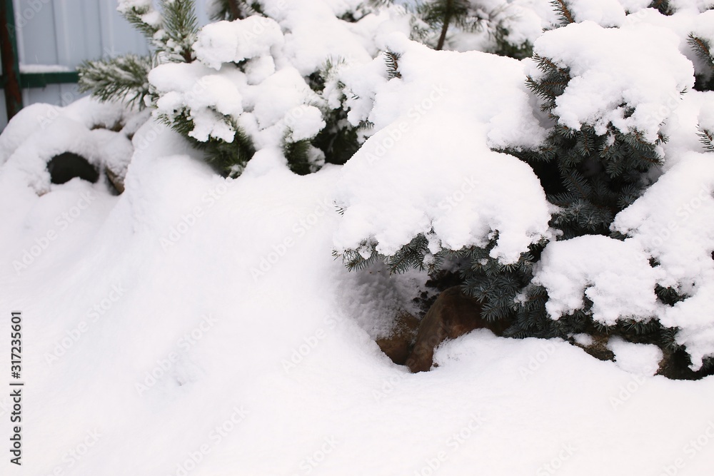 Spruce legs green under fluffy white snow sheltered in winter Spruce legs green under fluffy white snow sheltered in winter