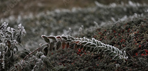 Evaporative condensation on evergreen plants  turns into ice when cold and can break the stem of the plant