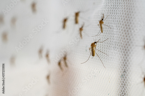 mosquito on insect net close up.