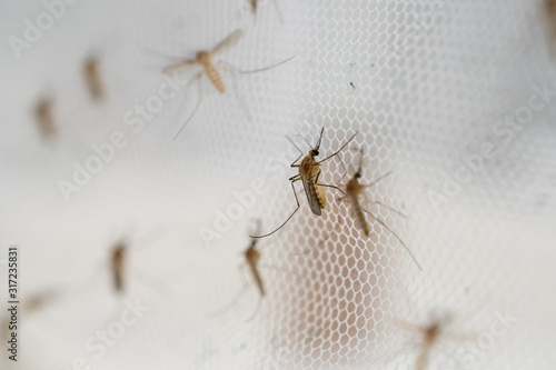 mosquito on insect net close up. photo