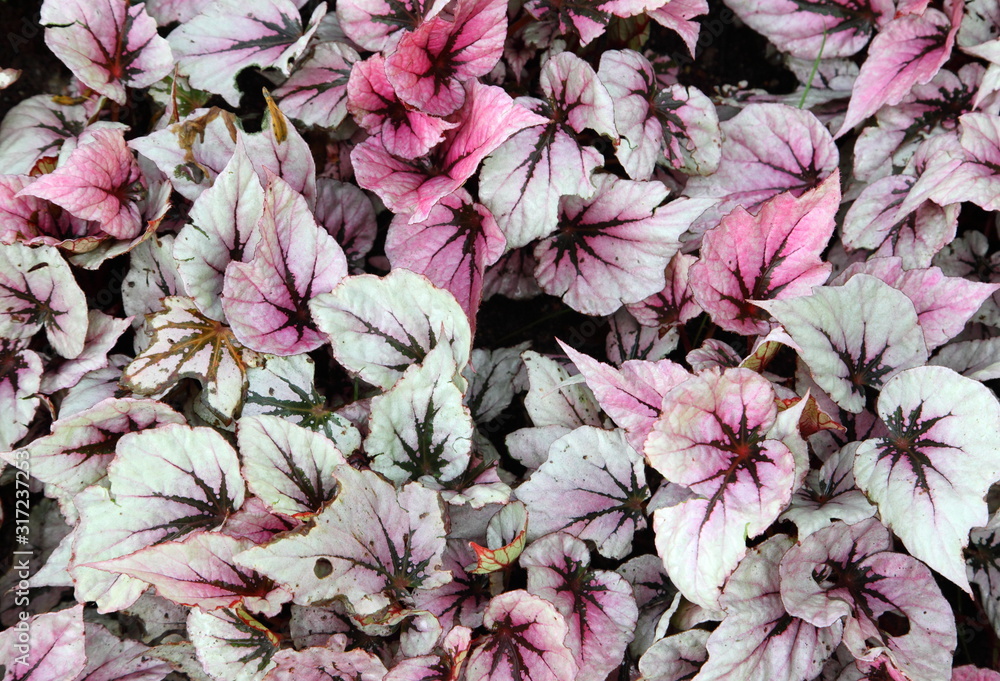 View of a beautiful pink Coleus plant. View of a beautiful pink Coleus plant.
