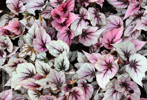 View of a beautiful pink Coleus plant.