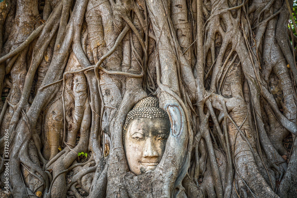 Buddha head trapped in bodhi tree roots in Wat Mahathat Temple, Ayutthaya.  Bangkok province, Thailand