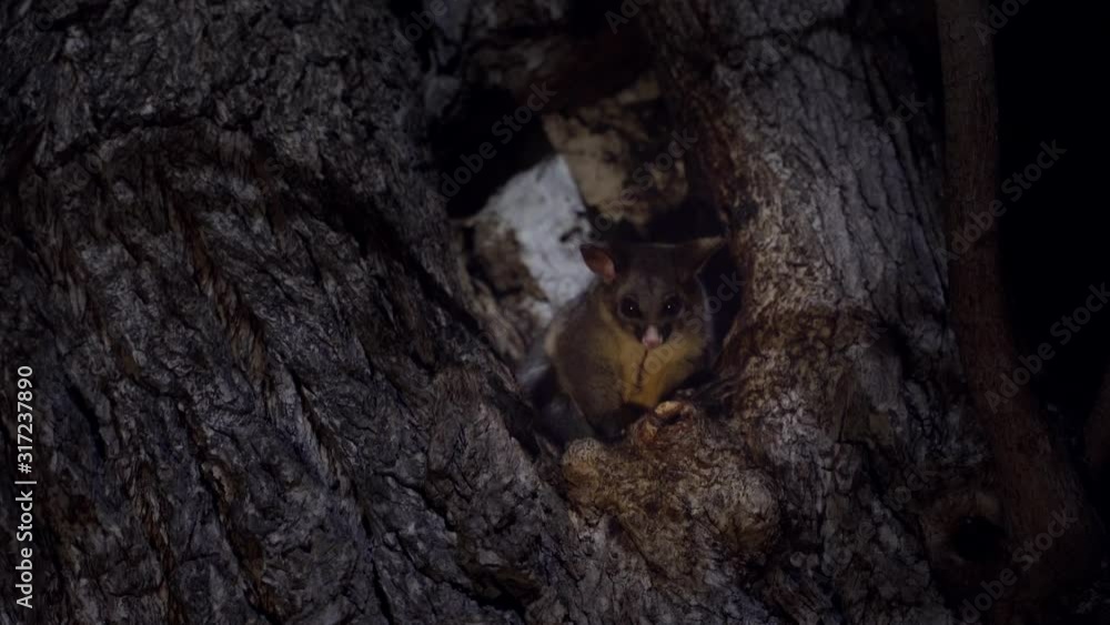 Angry possum in a tree hollow Angry possum in a tree hollow