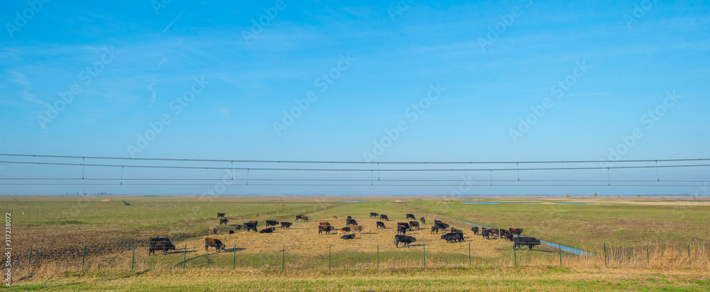 Cows in a green field in wetland along a railway below a blue sky in winter