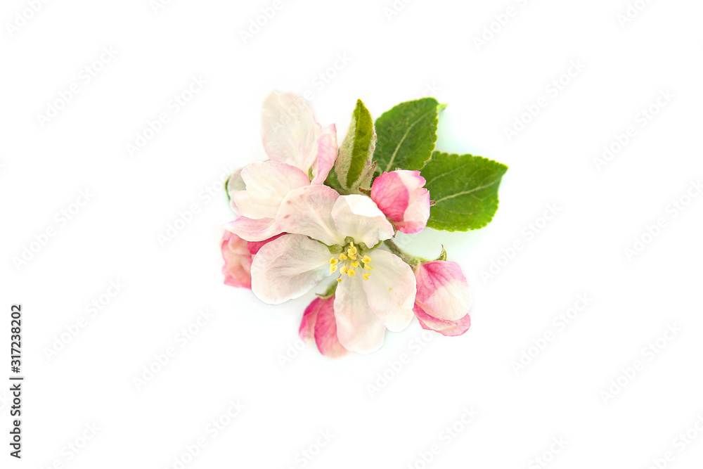 Apple tree flower with buds isolated on white background. Apple spring flowers blossom..