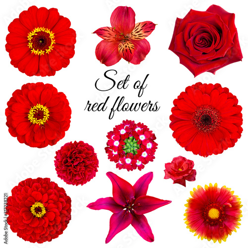 Set of red flowers: zinnia, rose, alstroemeria, verbena, peony, lily, gaillardia. Flowers on a white background.