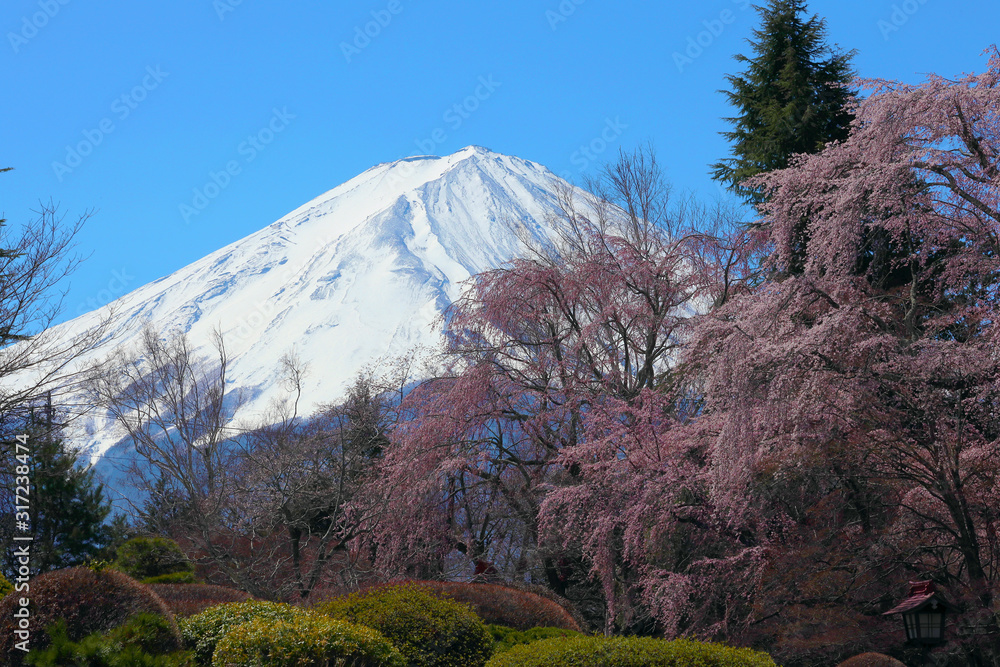 Obraz premium 春の富士山