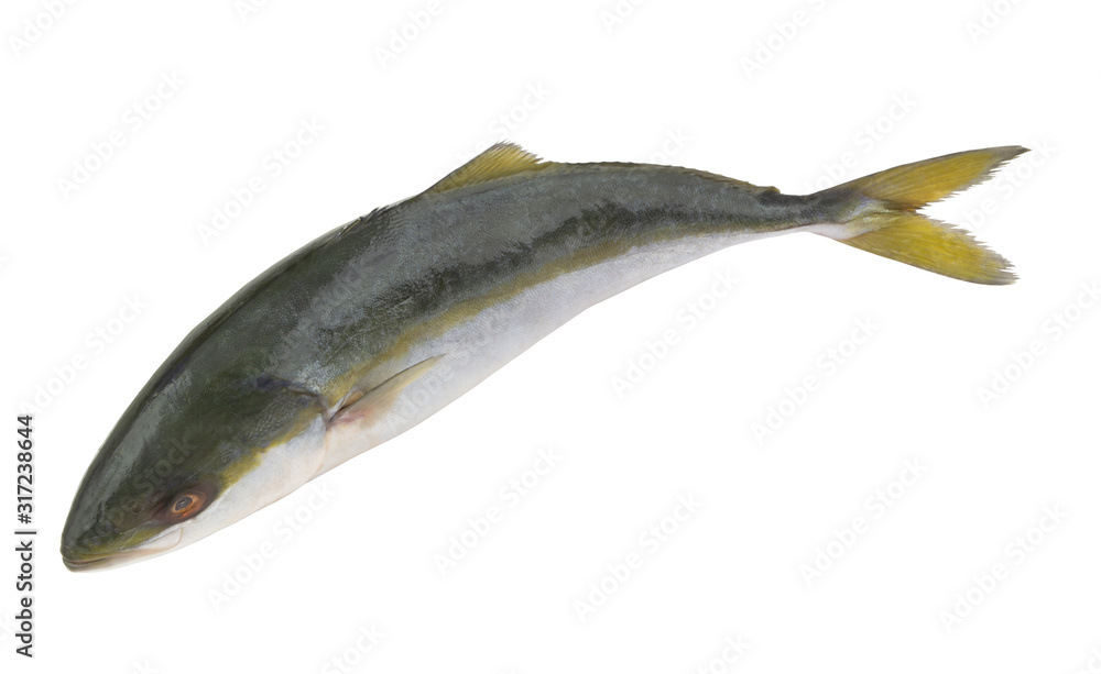Fresh amberjack fish isolated on white background Fresh amberjack fish isolated on white background