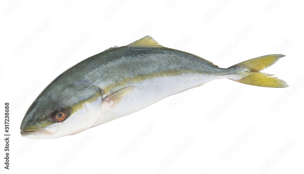 Yellowtail amberjack fish isolated on white background Yellowtail amberjack fish isolated on white background