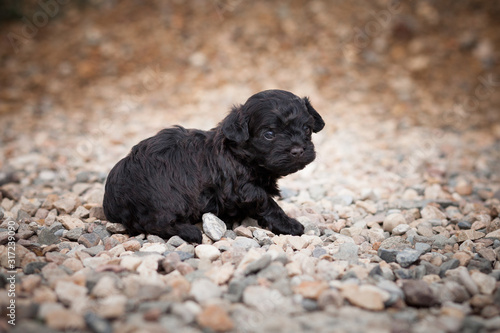 Tiny lonely black puppy on the stones
