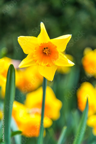 A yellow bulb above a tulip plain