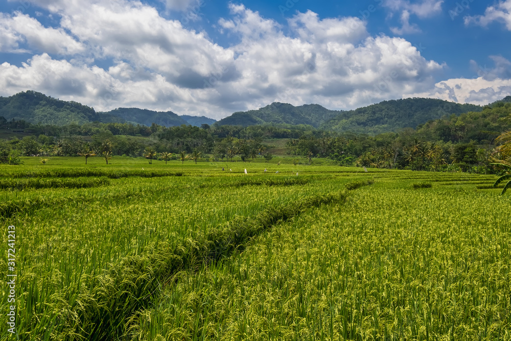green rice field against dramatic blue sky. view of a paddy field HDR processed