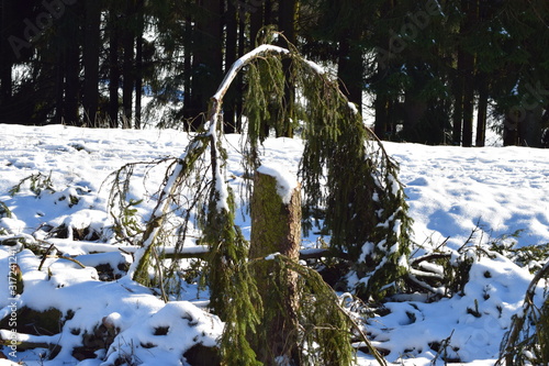 Winterwunderland in der Berheide Eifel photo