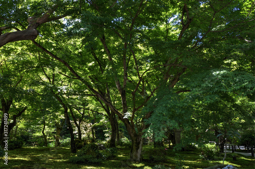 圓光寺の十牛の庭