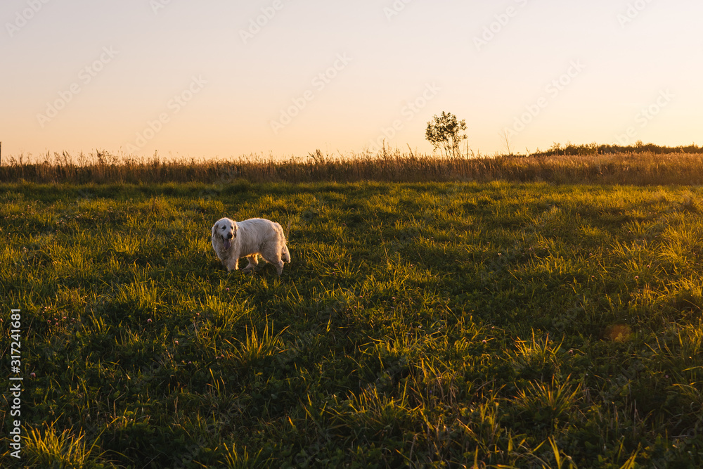 Labrador retriever in the field at sunset. Labrador retriever in the field at sunset.