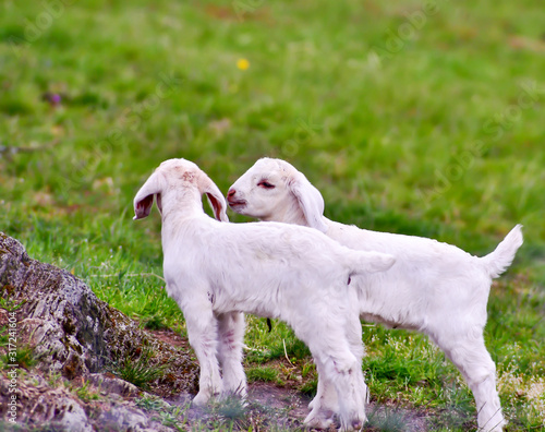 two white baby goats in meadow