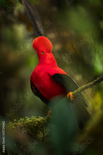 Andean Cock of the Rock - Rupicola peruviana, iconic colored bird from Andean mountains, Mindo, Ecuador. photo