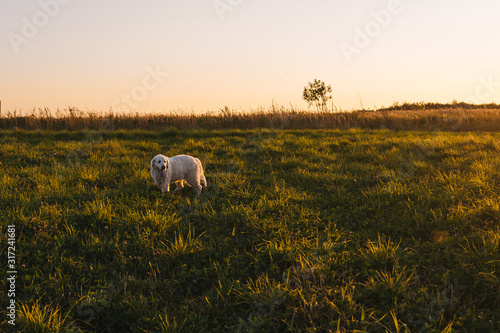 Labrador retriever in the field at sunset.