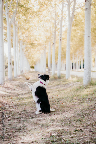 beautiful border collie dog sitting in a path of trees outdoors.
