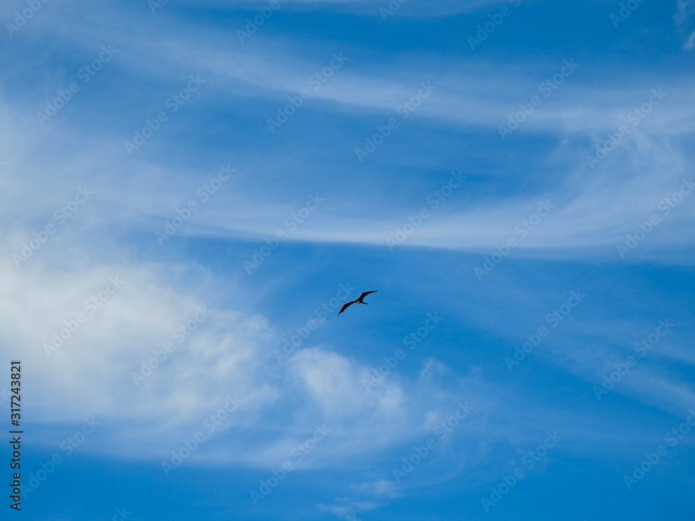 Pássaro entre as núvens no lindo céu azul 