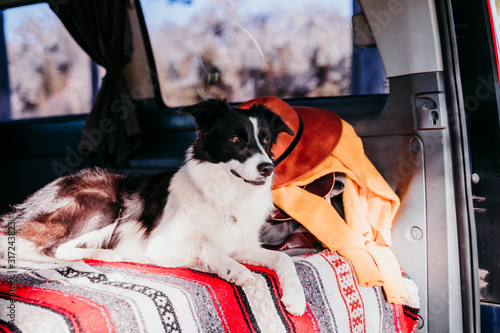 cute border collie dog relaxing in a van. travel concept © Eva