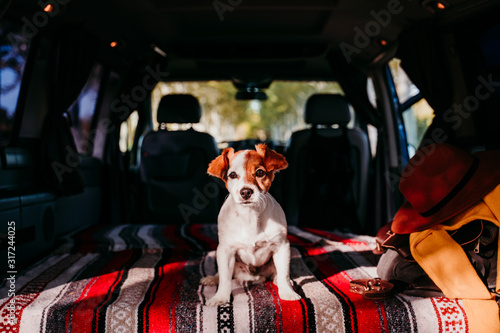 cute jack russell dog relaxing in a van. travel concept © Eva
