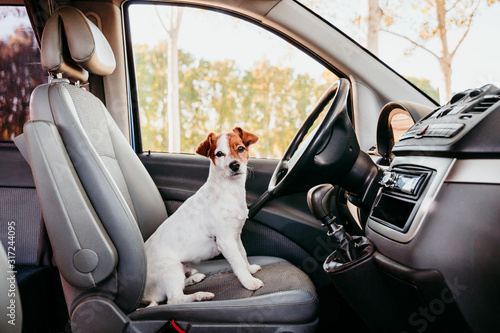 cute jack russell dog relaxing in a van. travel concept
