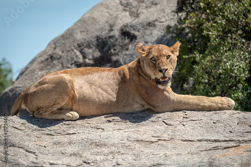 Lioness lies on sunlit rock near bush