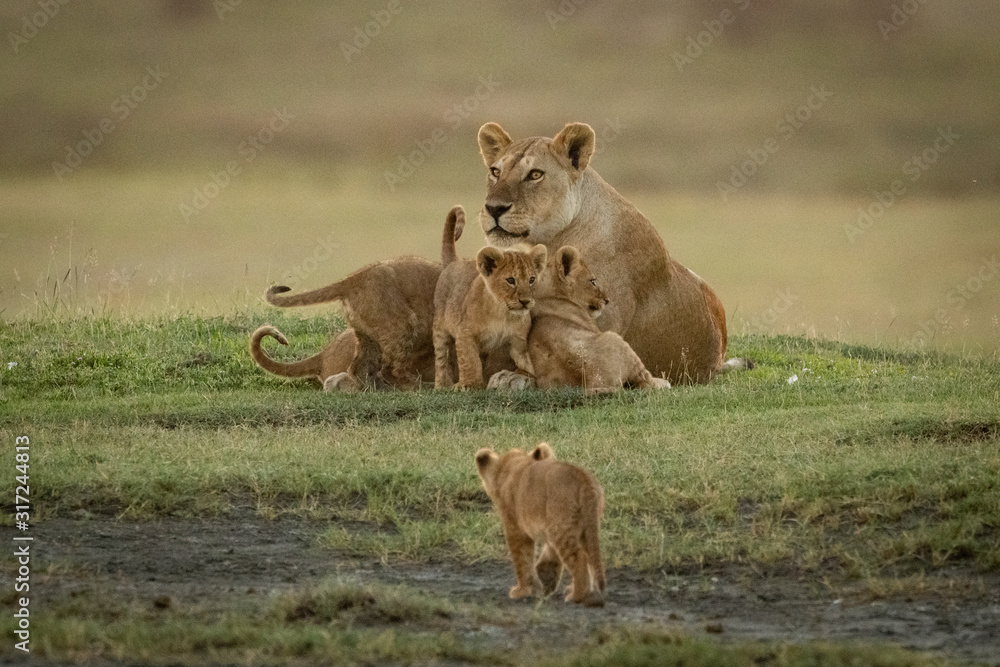 Lioness lies with cubs as another approaches Lioness lies with cubs as another approaches