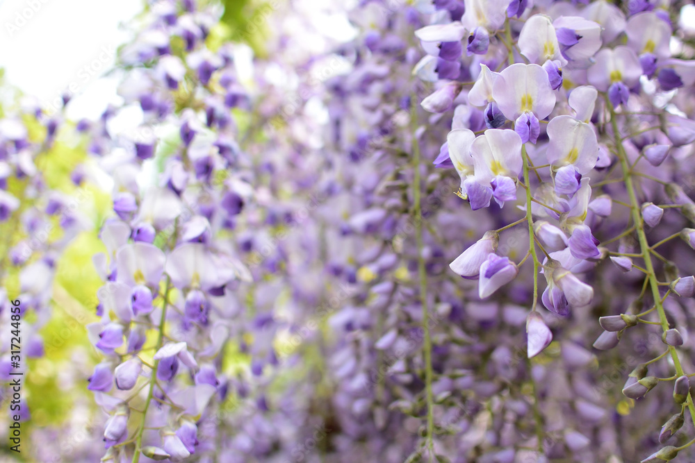 Wisteria, a famous flower of spring Wisteria, a famous flower of spring