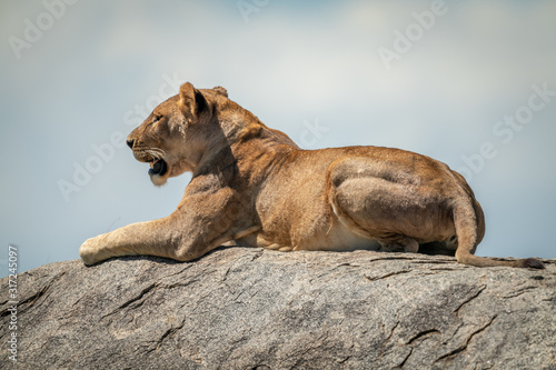 Lioness lying on rock under cloudy sky