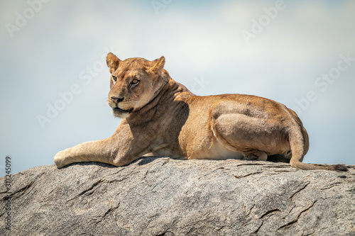 Lioness lying on rock in bright sunshine