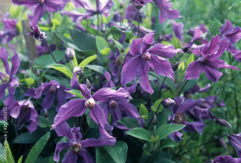 Wild clematis flowers close up