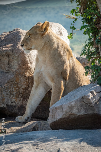 Lioness sits among rocks by leafy tree