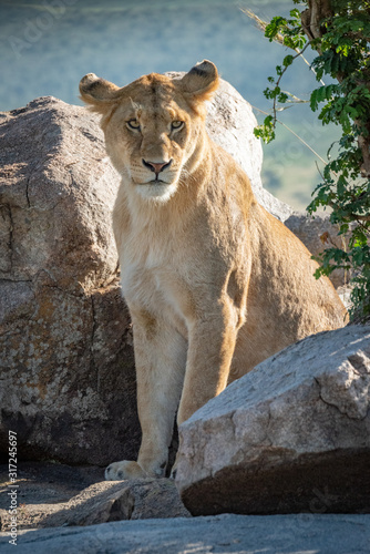 Lioness sits by leafy tree turning head