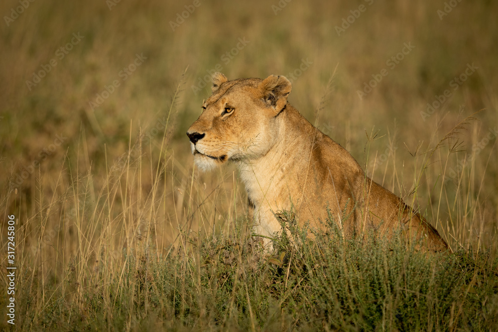 Lioness sits in long grass in sunshine Lioness sits in long grass in sunshine
