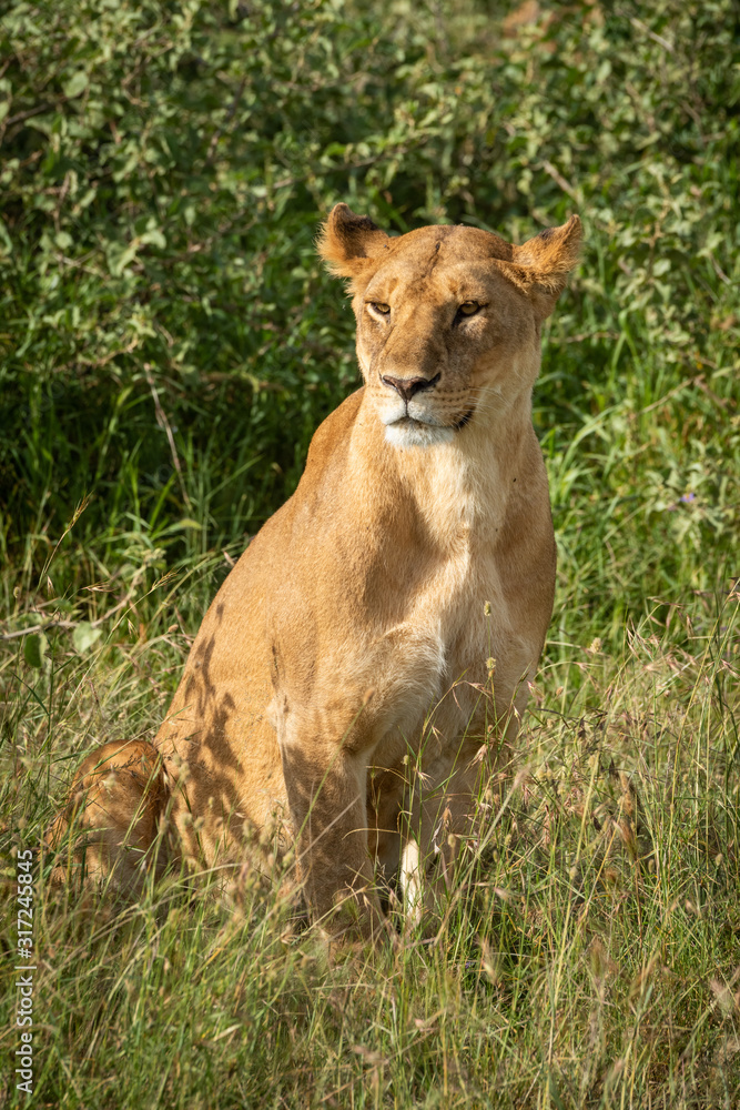 Lioness sits in tall grass looking left