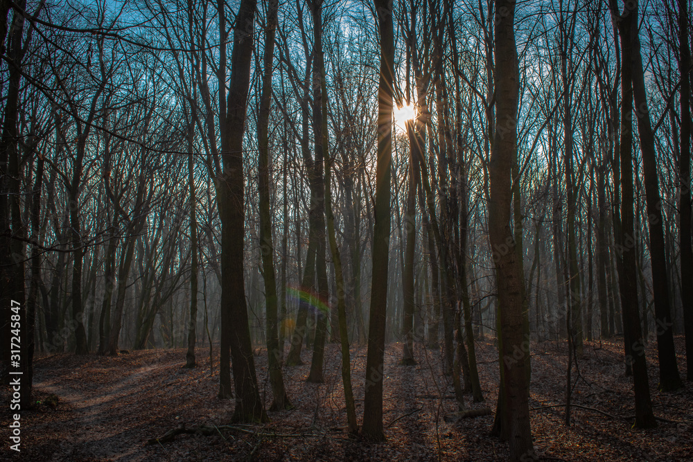 Fototapeta premium misty forest in the early morning