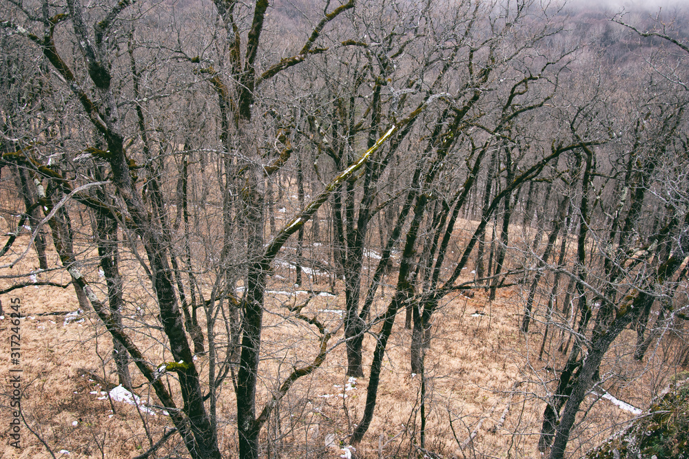 Gloomy landscape. Forest in the fog. Gloomy landscape. Forest in the fog.