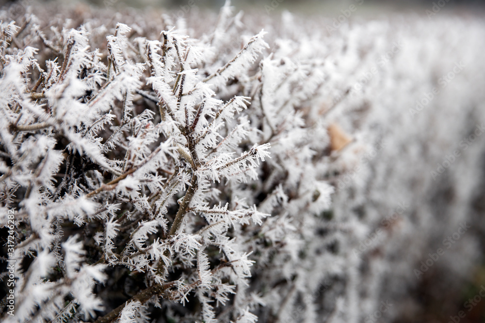 Close-up on a frozen bush. Winter nature background. 