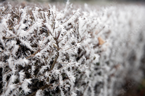 Close-up on a frozen bush. Winter nature background.  © Natlia