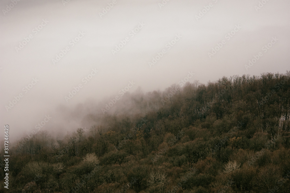 Gloomy landscape. Fog in the forest. Gloomy landscape. Fog in the forest.
