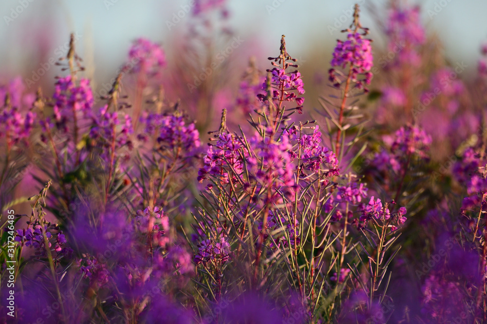 Obraz premium Schmalblättriges Weidenröschen (Epilobium angustifolium) 