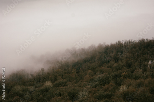 Gloomy landscape. Fog in the forest.