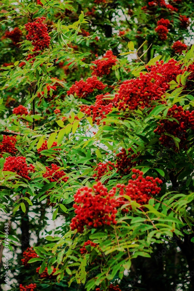 red rowan berries on a branch red rowan berries on a branch