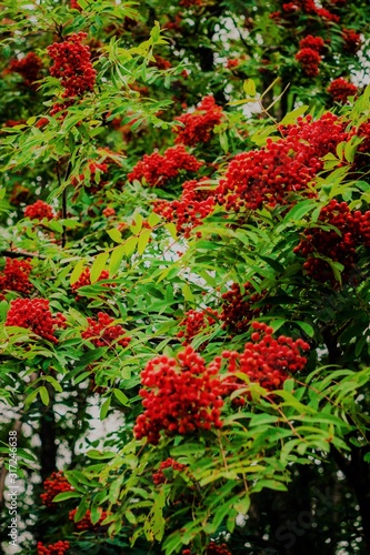 red rowan berries on a branch